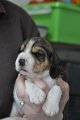 Afb_20130416_Margriet (3)